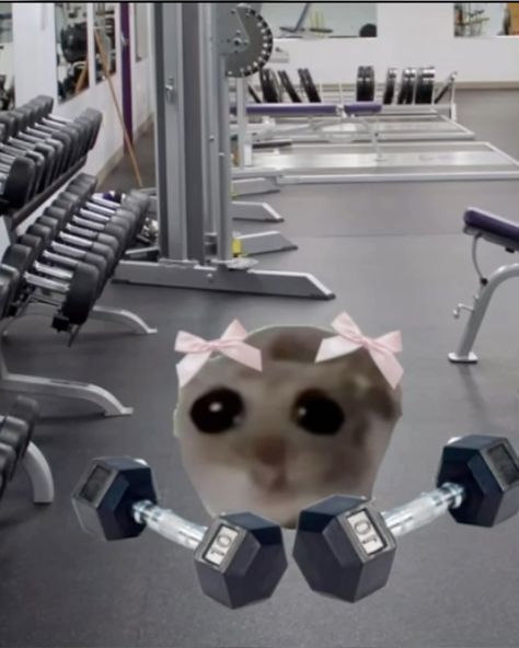 Workout Memes Aesthetic, Hamster With Bow, Gym Reaction Pics, Gym Memes Girl, Im Just A Girl Hamster, Hamster Memes Funny, Get Better Meme, Coquette Hamster, Coquette Workout