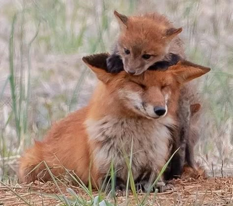 Fancy And Fuzzy Fox Fix (Appreciations Pics) - I Can Has Cheezburger? Fox Images, Cute Foxes, Fox Animal, Foxes Photography, Fox Pictures, Pet Fox, Pretty Animals, Fox Art, Wild Dogs