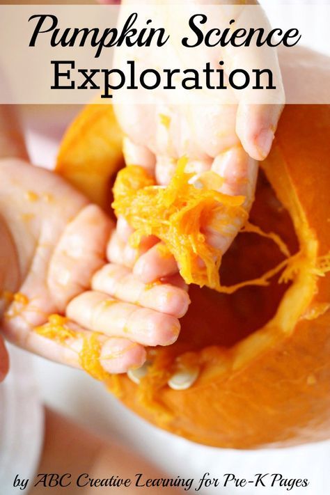 Pumpkin Science Exploration for Preschool and Kindergarten. Hands-on pumpkin exploration with many educational benefits your kids will love! Pumpkin Experiments, 3k Activities, Pumpkin Exploration, Pumpkin Science Activities, Preschool Pumpkins, Science Halloween, Pumpkin Lessons, Autumn Preschool Theme, Pumpkins Preschool