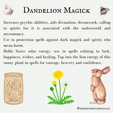 Herbs For Kitchen Witch, Dandelion Correspondences, Dandelion Medicinal Uses, Dandelion Magic, Witch Podcast, White Witch Spells, Plant Magick, Witch Woman, Dandelion Leaf