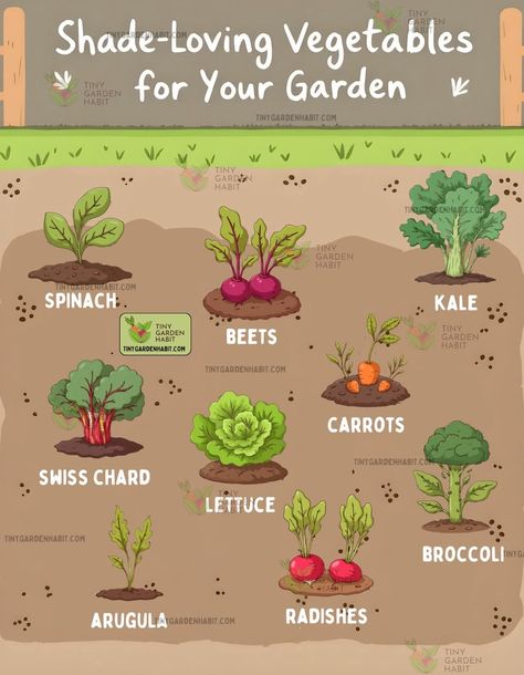 Growing Hacks, Garden Growing, Swiss Chard, Food Garden, Chard, Arugula, Growing Vegetables, No Problem, Beets