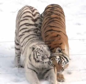 Tigers In Love, Silly Tiger, Snow Tiger, Tiger Pictures, Söt Katt, Cute Tigers, Silly Cats Pictures, Pretty Animals, Animal References