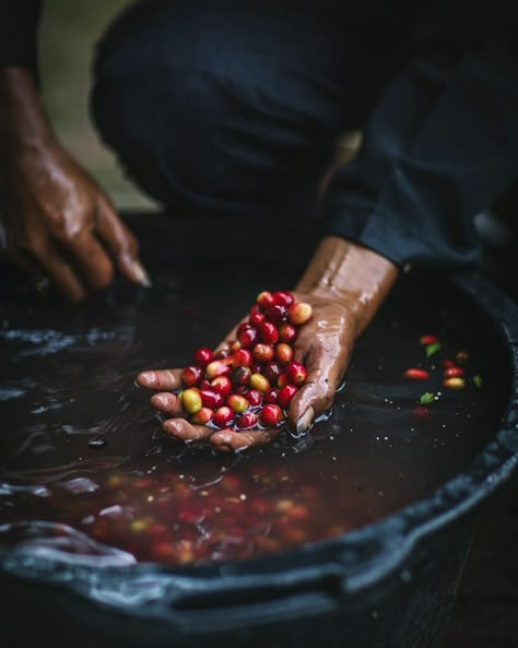 Coffee Tree Photography, Coffee Farm Photography, Coffee Learning, Coffee Harvesting, Coffee Processing, Coffee Farming, Coffee Farmers, Coffee Process, Coffee Plants