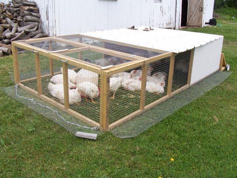 Meat Chicken Tractor Plans, Chicken Shelter, Raising Meat Chickens, Chicken Coop Pallets, Best Egg Laying Chickens, Meat Birds, Broiler Chicken, Egg Laying Chickens, Poultry House