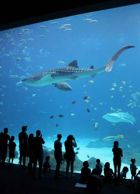 Atlanta Georgia Aquarium, Sea Life Aquarium, Zoo Aquarium, The Aquarium, Florida Aquarium, Georgia Aquarium Aesthetic, Aquarium Birthday, Aquarium Aesthetic, Aquarium Photos