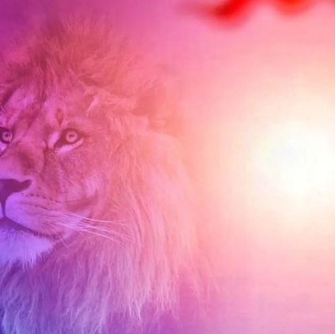 Photo Banner Background, Birthday Banner Ideas, Lion Background, Banner Pictures, Dove Pictures, Hanging Craft Ideas, Album Artwork Cover Art, Oil Painting Background, Photoshop Backgrounds Backdrops