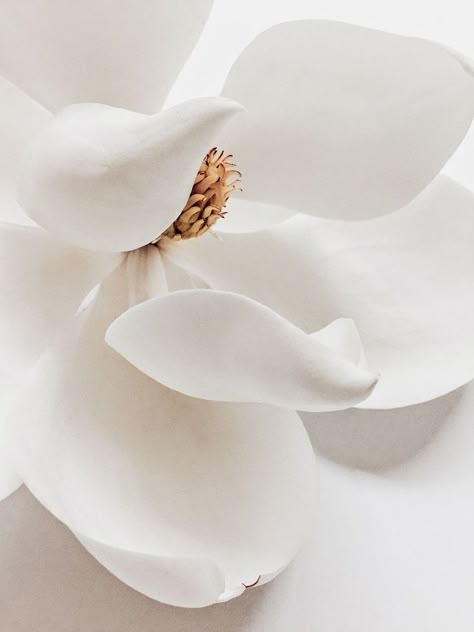 Magnolia detail on white by tristan b. White Magnolia, Trendy Flowers, Happy Mother, Magnolia Flower, White Aesthetic, White Flower, Flowers Photography, Flower Wall, Color Inspiration