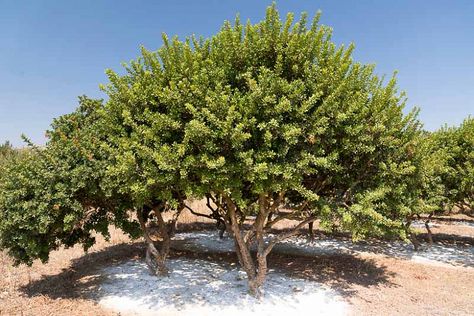 Pistacia lentiscus (Mastic Tree) Pistacia Lentiscus, Small Ornamental Trees, Pistachio Tree, Mastic Tree, Soft Landscape, Ranch Landscaping, H Pylori, Silver Plant, Patio Trees