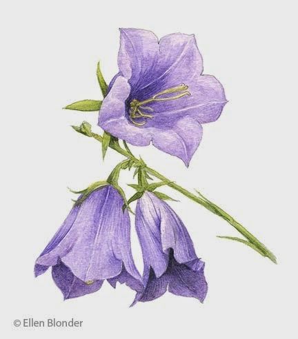 Ellen Leong Blonder Bluebell Tattoo, Campanula Flowers, Blue Bell Flowers, Flower Drawing Tutorials, Flower Art Drawing, Wall Murals Painted, Watercolor Flowers Paintings, Diy Watercolor, 자수 디자인