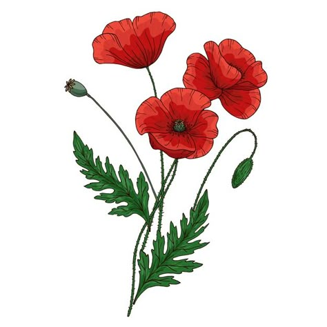 Poppy Flower Bouquet, Poppy Flower Drawing, Poppy Flower Painting, Remembrance Day Art, Art Fundraiser, Poppy Bouquet, Red Poppy Flower, Poppy Drawing, Zestaw Ikon