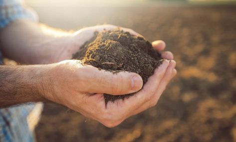 Opinion | Why Talk of Regenerative Agriculture Should Include Pesticide Reduction – Food Tank Planting Fruit Trees, Soil Testing, Soil Improvement, Soil Health, Fruit Plants, Organic Matter, Garden Soil, Types Of Soil, Planting Seeds