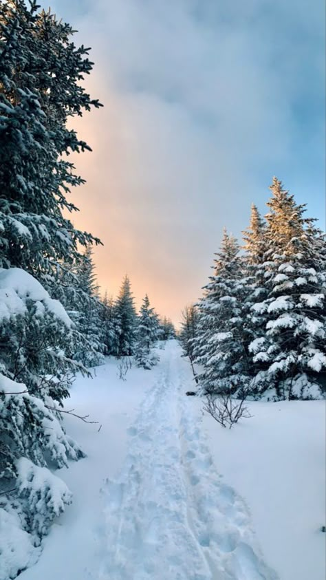 Winter Forest Photography, Winter Hike Aesthetic, Snowy Trees Wallpaper, Snowy Forest Aesthetic, Aesthetic Snow Pictures, Winter Pictures Ideas, Winter Forest Aesthetic, Winter Season Aesthetic, Winter Cabin Aesthetic