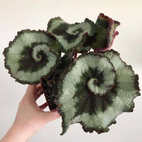 Begonia Escargot, Begonia Flower, Goth Garden, Plant Goals, Jungle Gardens, Gothic Garden, Plant Fungus, Plants Decor, Plant Aesthetic