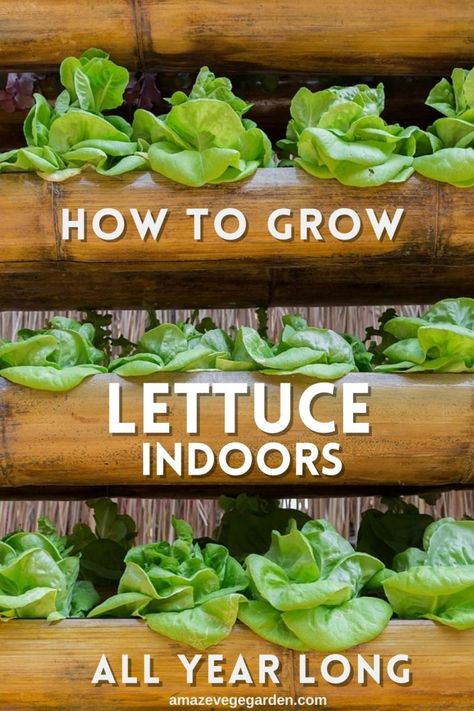 How To Start Growing Plants Indoors, Grow Vegetables Indoors Winter, Aero Garden Tips, Container Lettuce Gardening, Grow Lettuce In Container, Growing Veggies In Pots, Garden Bags How To Grow, Lettuce Container Garden, Herb Garden Container Ideas