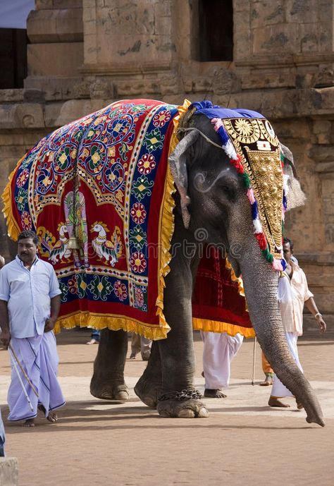 Temple Elephant - Thanjavur - Tamil Nadu - India. Ceremonial elephant in the Bri , #spon, #Tamil, #Nadu, #India, #Temple, #Elephant #ad Elephant Drawing Realistic, Elephant Drawing Cute, Indian Buildings, Elephant Drawings, Temple Elephant, Delhi Durbar, Elephant India, Elephant Photography, Elephant Wallpaper