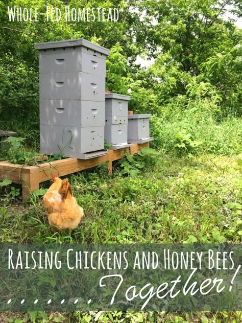 Backyard Bee, Farm Chickens, Raising Bees, Backyard Beekeeping, Bee Hives, Keeping Chickens, Building A Chicken Coop, Mini Farm, Hobby Farm