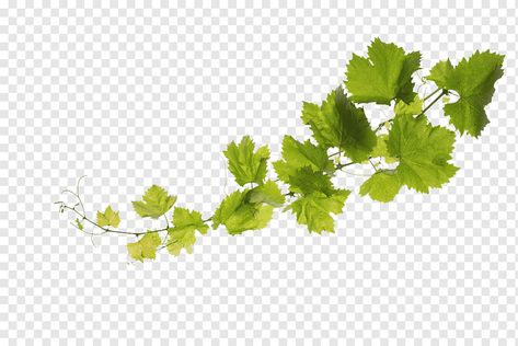 White Wine Grapes, Fall Leaves Png, Vine Drawing, Grape Painting, Grape Plant, Leaf Png, Leaf Vegetable, Clip Art Free, Ivy Plants