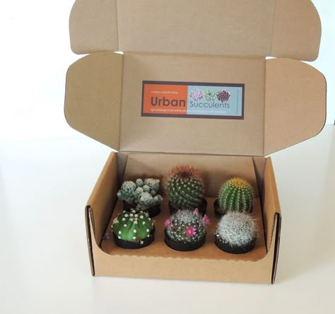 Cactus Centerpiece, Kaktus Dan Sukulen, Wood Box Centerpiece, Cactus Gift, Cactus Gifts, Succulent Garden Diy, Mini Cactus, Succulent Gifts, Succulents Indoor