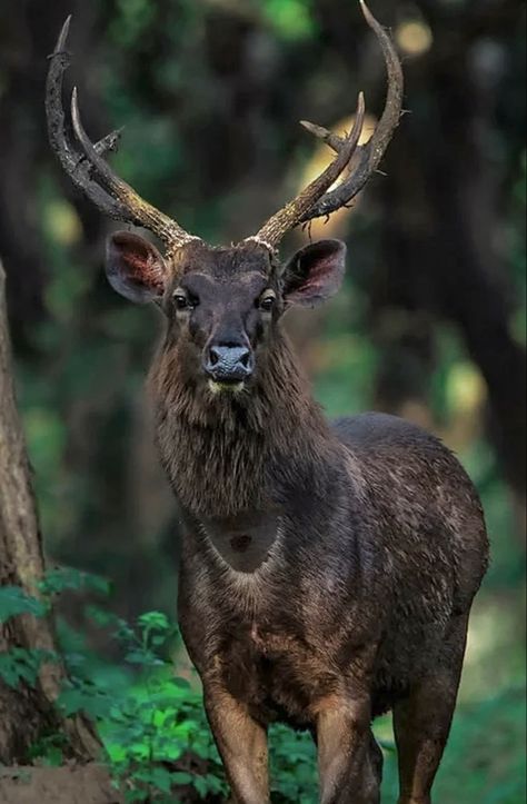 Large deer native to India and Southeast Asia—and tigers’ favorite prey. During rut both sexes develop a bare spot on their throat, probably a scent gland. Sambar Deer, Melanistic Animals, Deer Wallpaper, Deer Species, Black Deer, Deer Pictures, Fallow Deer, Deer Family, Incredible Creatures