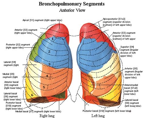 Normal lung anatomy | Anatomía humana, Pulmones anatomia, Anatomía