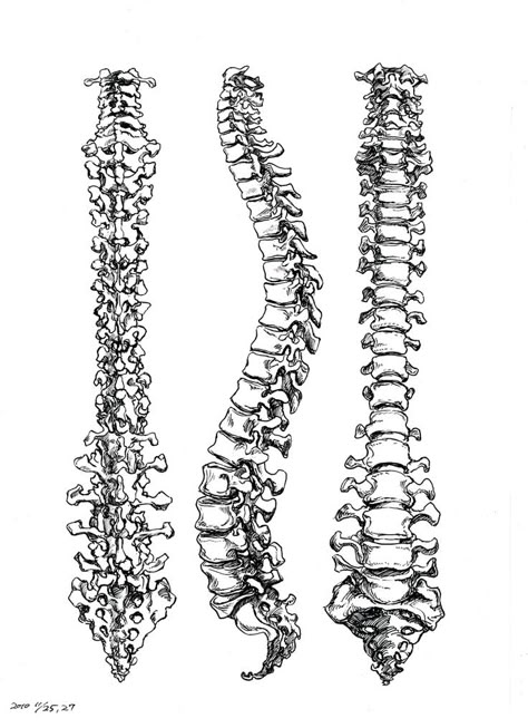 . Spine Drawing, Spinal Cord Anatomy, Spinal Tattoo, Human Spine, Skeleton Drawings, Human Bones, Human Anatomy Art, Contour Drawing, Spine Tattoo