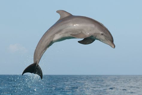 Dolphins are fascinating, intelligent sea mammals. Spend some time learning about dolphins with this list of resources, tips, and facts about dolphins. Dolphin Facts, Dolphin Images, Dolphin Photos, Sea Mammal, Dolphin Art, Bottlenose Dolphin, Theme Nature, Beautiful Sea Creatures, Water Animals