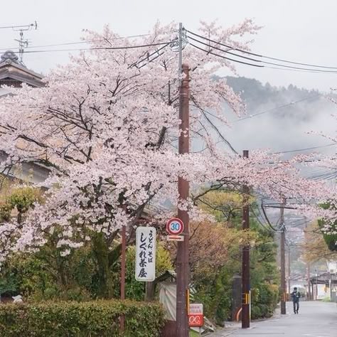 Japan Tokyo Aesthetic, Sakura In Japan, Aesthetic Sakura, Japanese Core, Cozy City, Japan Icon, Japanese Icon, Tokyo Aesthetic, Japan Vibes