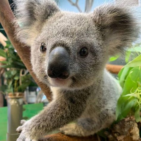 Koala Bear Aesthetic, Koala Aesthetic, Koala Marsupial, Koala Tattoo, Cute Koala Bear, Koala Bears, Australia Animals, Baby Koala, Cute Animals Images