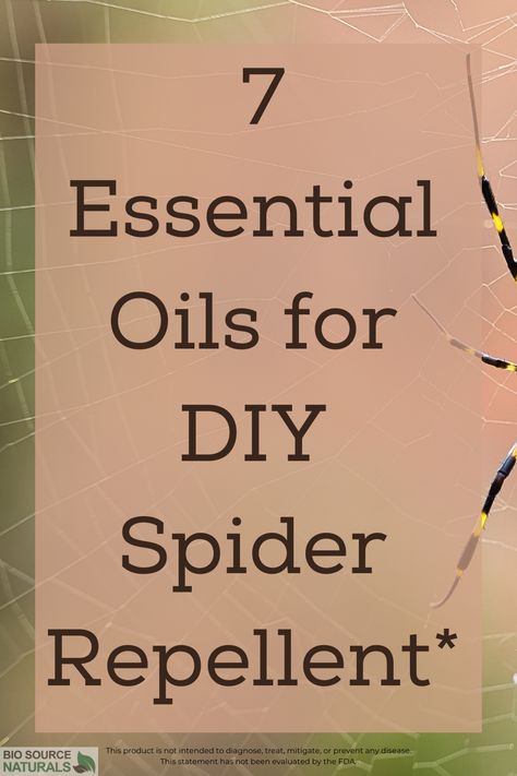 Are you tired of pesky spiders invading your home? Look no further! With these seven essential oils, you can make your very own spider repellent. Keep your home spider-free naturally and effectively.* Spiders can be a nuisance in any home. Using chemical pesticides can be harmful to our health and the environment. Fortunately, with the help of essential oils, we can make our own natural spider repellent.* Not only is it safe for our families and pets, but it also keeps unwanted spiders away.* Spider Repellent Diy Indoor, Keeping Spiders Out Of House, Best Spider Repellent, Diy Spider Spray For House, Natural Spider Repellent For Home, Spider Repellent Diy, Diy Natural Spider Repellant, Spider Repellent Diy Essential Oils, Essential Oils For Spiders