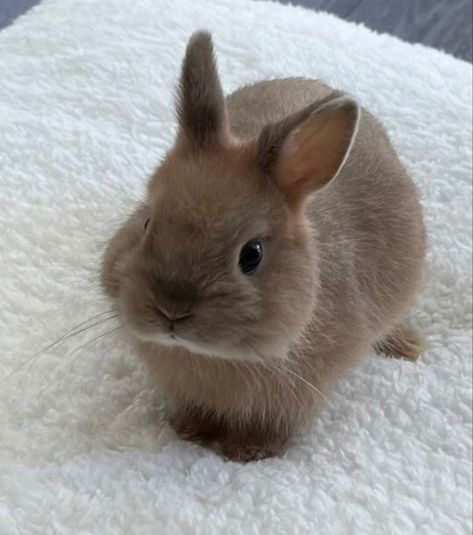 Bunny Paws, Pet Bunny Rabbits, Mini Lop, Cute Bunny Pictures, Cute Small Animals, Bunny Pictures, Pet Bunny, Pretty Animals