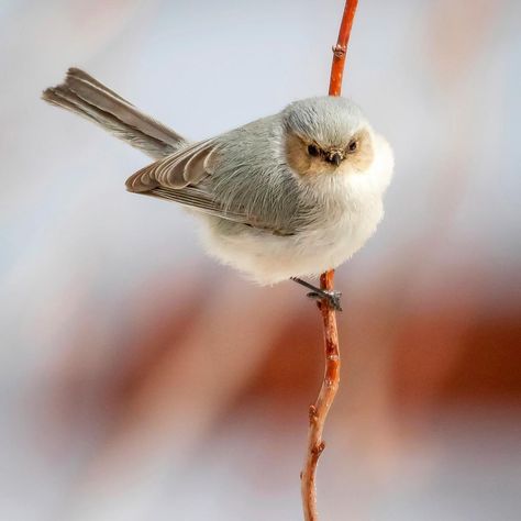 Birds & Blooms on Instagram: “What do you think this bushtit is thinking? (📸: Russell Pickering of Loveland, Colorado)⁠ ⁠ #bushtit #bushtits #bestbirdshots #picoftheday…” Loveland Colorado, John Muir, Pretty Birds, Birdy, Art Reference Photos, Bird Art, Animals Beautiful, Pet Birds, Autumn Leaves