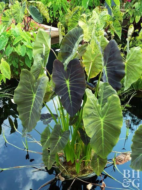 Plants For Water Gardens, Water Plants For Ponds, Water Garden Ideas, Diy Ponds Backyard, Water Garden Plants, Taro Plant, Fish Pond Gardens, Container Water Gardens, Bog Plants