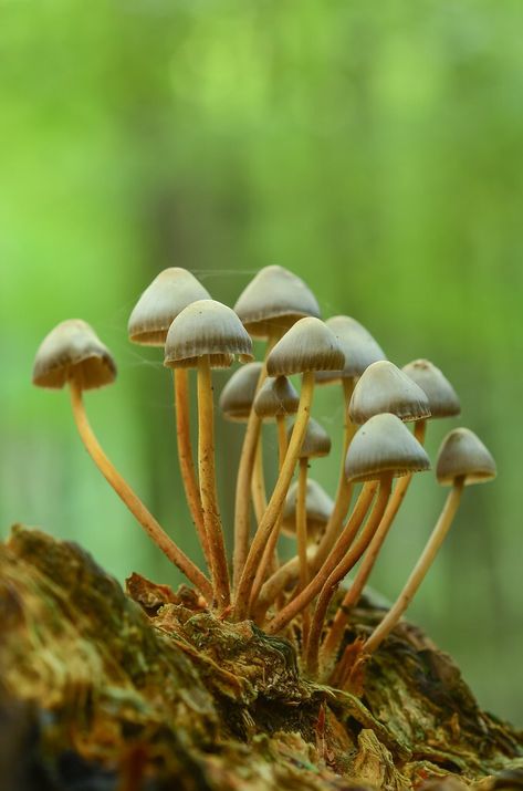 Fantastic Fungi Mushroom Collage, Fungi Kingdom, Trippy Stuff, Fantastic Fungi, Mushroom Core, Mushroom Aesthetic, Mushroom Illustration, Mushroom Color, Mushroom Plant