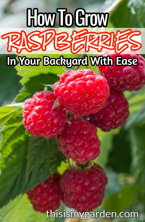 Raspberry Bed Ideas, How To Grow Berry Bushes, How To Plant Berries, Best Way To Grow Raspberries, Grow Raspberries From Fruit, How To Grow Raspberries Bushes, Raspberry Bush Care, Growing Raspberries Raised Beds, Where To Plant Raspberry Bushes