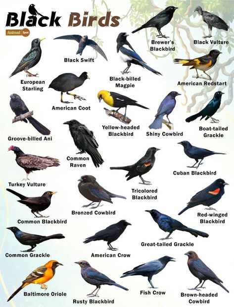 Black Birds, Different Birds With Names, Indian Birds With Names, British Birds Identification, Different Types Of Bird Beaks, Pig Breeds, Bird Encyclopedia, List Of Birds, Bird Facts