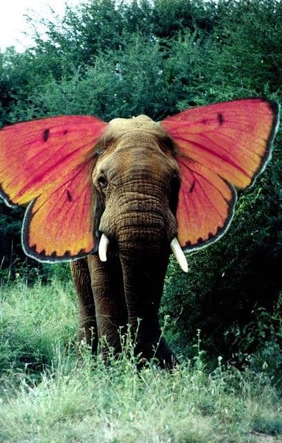 Elephant Love, An Elephant, A Butterfly, Animal Kingdom, Animals Beautiful, Collage Art, Animals Wild, Surrealism, Art Inspo