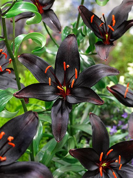 Asiatic Lily, Goth Garden, Gothic Garden, Asiatic Lilies, Black Garden, Unusual Flowers, Black Flowers, Black Flower, Unique Flowers