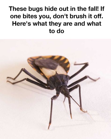 Just spotted one the other day in my house! Tick Bites On Humans, Tick Bite, Poisonous Plants, First Bite, Dog Bone, Ticks, My House, Food Animals, Bugs