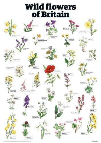 Wild flowers of Britain by Guardian Wallchart British Wild Flowers, Wedding Flowers Wildflowers, Different Types Of Flowers, British Flowers, Theme Nature, Garden Types, Wildlife Gardening, Rose Vase, Wildflower Garden