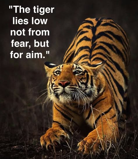 Tiger With Quotes, Tiger Attitude, Animal Motivation, Bengali Tiger, Tiger Quotes, Scary Quotes, The Way Of The Warrior, Peaceful Warrior, Big Cats Photography