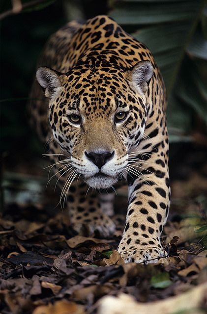 The Jaguar, Panthera onca (Felidae) Jaguar Animal, Regnul Animal, Cheetahs, Large Cats, Weird Animals, Tarzan, Leopards, Animal Wallpaper, Animal Planet