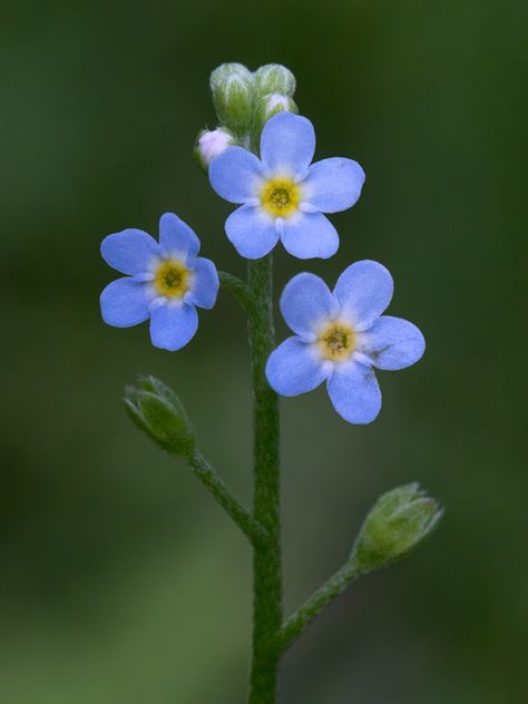 Simple Flower Photo, Plant Reference Photos, Flower Reference Photo, Myosotis Flower, Myosotis Sylvatica, Nature Tattoo Ideas, Cool Nature, Forget Me Not Flowers, Nature Tattoo