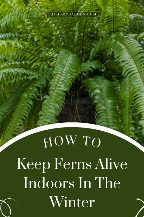 A thriving fern that can be overwintered indoors so that it can grow again next year. From thisismygarden.com. How To Keep A Fern Alive During Winter, How To Keep Ferns Over Winter, How To Over Winter Ferns, How To Winterize Boston Ferns, Bringing Ferns Inside For Winter, How To Winter Over Boston Ferns, Keeping Ferns Alive During Winter, Caring For Ferns Indoors, How To Save Ferns Through The Winter