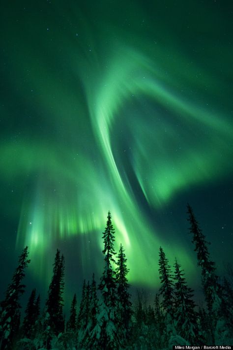 northern lights Lofoten Islands Norway, Northern Lights Photography, Lofoten Islands, Northern Lights (aurora Borealis), Aurora Borealis Northern Lights, Dark Green Aesthetic, Hand Luggage, Green Landscape, Aesthetic Colors