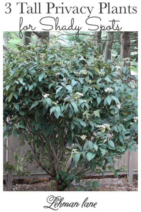 The Best 3 Tall Shrubs & Privacy Plants for Shade that Look Pretty Too - Lehman Lane Full Shade Shrubs, Privacy Screen Plants, Fast Growing Privacy Shrubs, Plants For Shady Areas, Plants That Like Shade, Evergreens For Shade, Part Shade Plants, Full Shade Plants, Plants For Shade