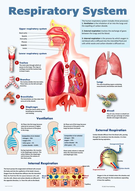 A detailed poster explaining the human respiratory system and gas exchange. Gas Exchange Respiratory System, Respiratory System Anatomy, Human Body Worksheets, Gas Exchange, Human Respiratory System, Biology Poster, Human Body Science, Medical Words, Human Biology