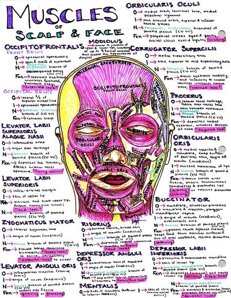 Hanson's Anatomy Med School Notes & Illustrations. The most colorful place to study online Scalp Anatomy Notes, Muscles Notes Anatomy, Muscle Notes Anatomy, Internal Medicine Notes, Slp Study Notes, Kinesiology Notes, Anesthesiologist Notes, Embryology Notes, Scalp Anatomy