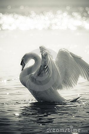 Graceful Swan on a lake in black and white...GORGEOUS IMAGE White Swan, For The Birds, Swans, Beautiful Animals, The Birds, Beautiful Creatures, Beautiful Birds, Animal Kingdom, Ducks