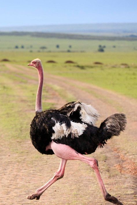 Struthio camelus, Common Ostrich. Massive, conspicuous, flightless bird with long neck and robust legs from subsaharan Africa. Small groups roam open and lightly-wooded country; can walk up to several kilometers a day. The stubby wings are used for spectacular breeding displays and dust-bathing. They mainly feed on seeds, shrubs, grass, fruit, and flowers; occasionally they also eat insects such as locusts and small reptiles such as lizards. Deep booming calls can be heard from long distances. Common Ostrich, Ostrich Bird, Dragon Inspiration, Creature Anatomy, Ocean Forest, Ostrich Legs, Godzilla X Kong, Flightless Bird, Desert Life