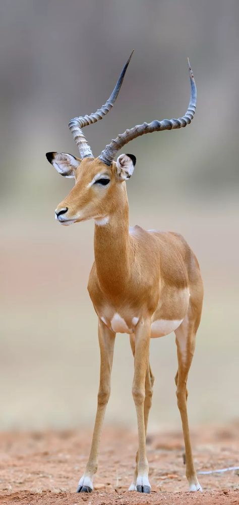 Wild Animals Photography Wildlife Africa, Antelope Wallpaper, Africa Wildlife Photography, South Africa Animals, South African Animals, African Animals Photography, African Wildlife Photography, Deer Photography, South Africa Safari